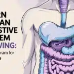 human digestive system drawing
