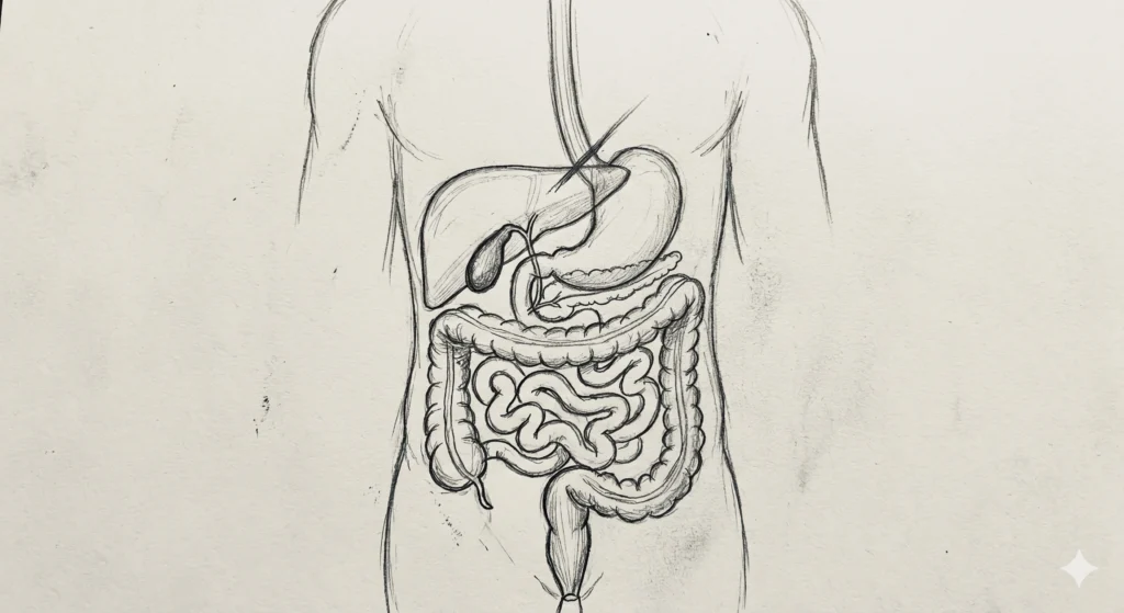 human digestive system drawing